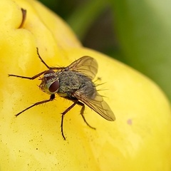 Microphthalma europaea