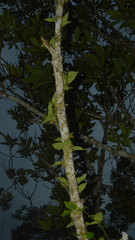 Oxypetalum wightianum