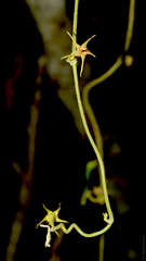 Oxypetalum wightianum