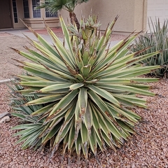 Agave