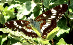 Limenitis glorifica