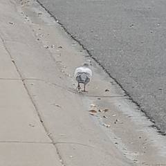 Columba livia domestica