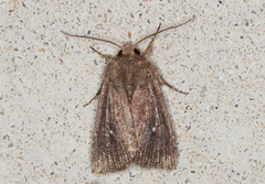 Dasygaster padockina