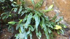 Leptochilus wrightii