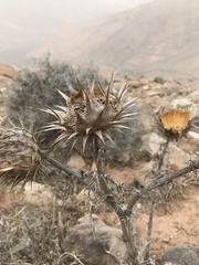 Cynara cardunculus image