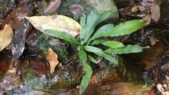Leptochilus wrightii