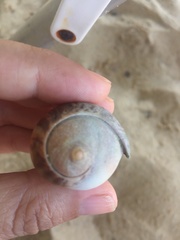 Olivancillaria urceus