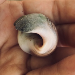 Olivancillaria urceus