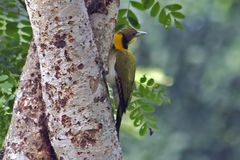 Chrysophlegma flavinucha