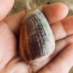 Olivancillaria urceus