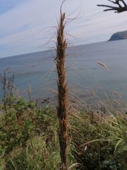 Elymus woroschilowii