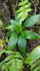 Goodyera procera