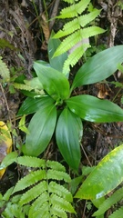 Goodyera procera