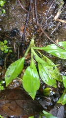 Goodyera procera