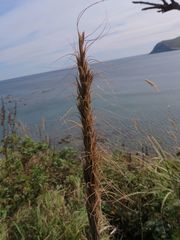Elymus woroschilowii