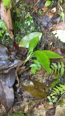 Goodyera procera