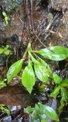Goodyera procera