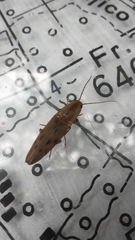 Conoderus fuscofasciatus