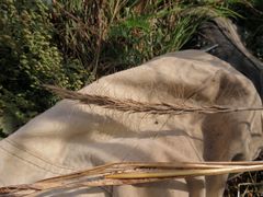 Elymus woroschilowii