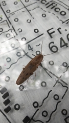 Conoderus fuscofasciatus