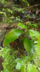 Goodyera procera
