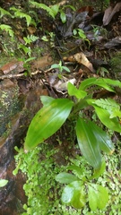 Goodyera procera