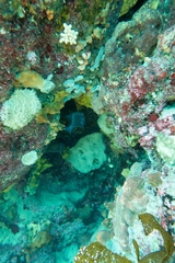 Pempheris multiradiata