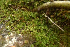 Hymenophyllum minimum