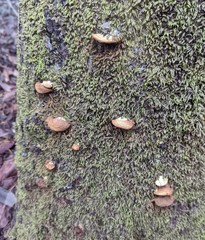 Crepidotus calolepis