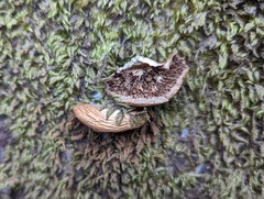 Crepidotus calolepis