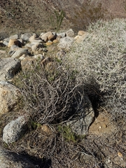 Carlowrightia arizonica