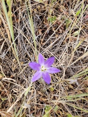 Brodiaea