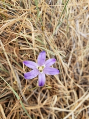 Brodiaea