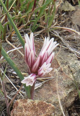Allium brandegeei