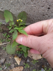 Galinsoga parviflora
