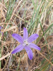 Brodiaea