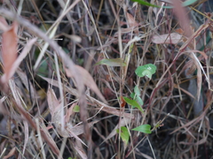 Euphorbia pycnostegia