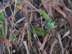 Euphorbia pycnostegia