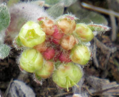 Eriogonum caespitosum