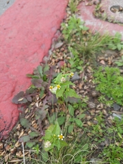 Galinsoga parviflora