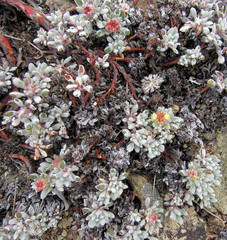 Eriogonum caespitosum