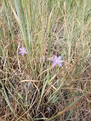 Brodiaea