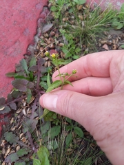 Galinsoga parviflora