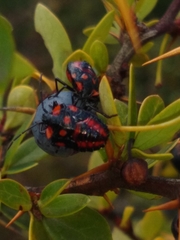 Phorbanta variabilis