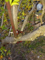 Phorbanta variabilis