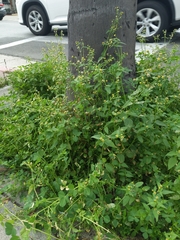 Galinsoga parviflora