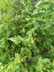 Galinsoga parviflora