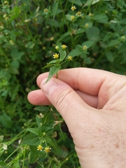 Galinsoga parviflora