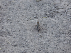 Rhammatocerus pictus