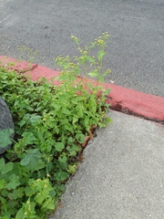 Galinsoga parviflora